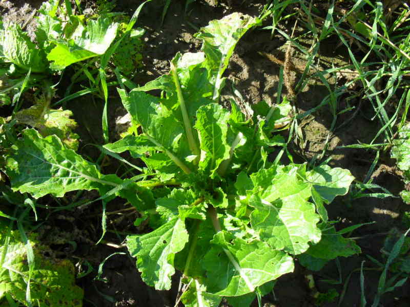 Brassicagrazing10-27.jpg