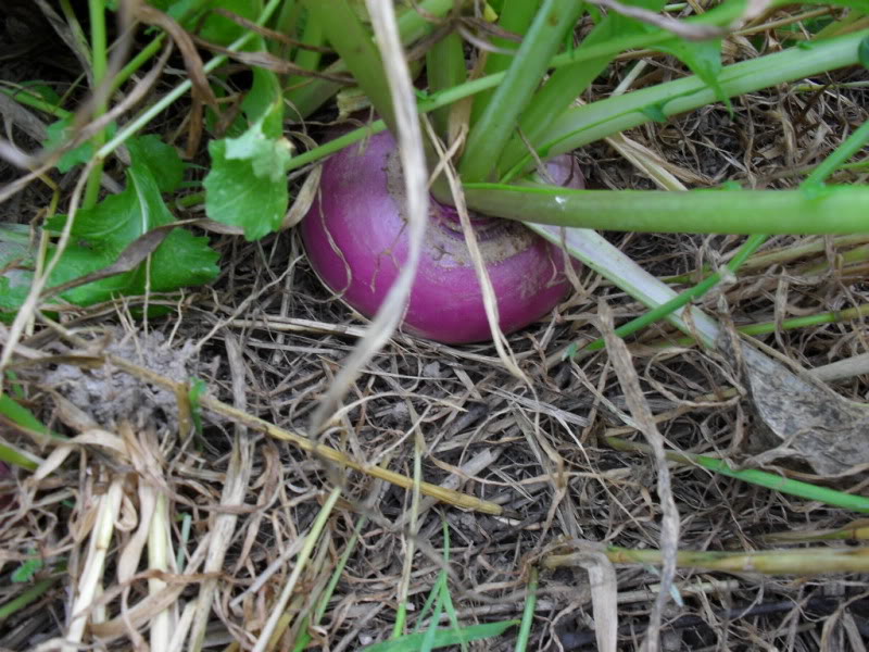 Turnips9-28.jpg