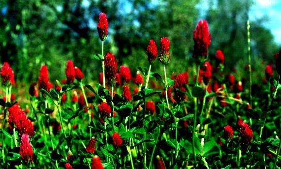 CrimsonClover4.jpg