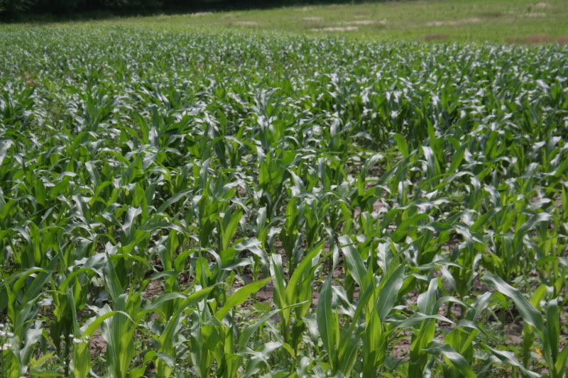 6-20corn.jpg