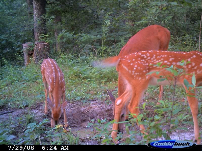 fawns.jpg