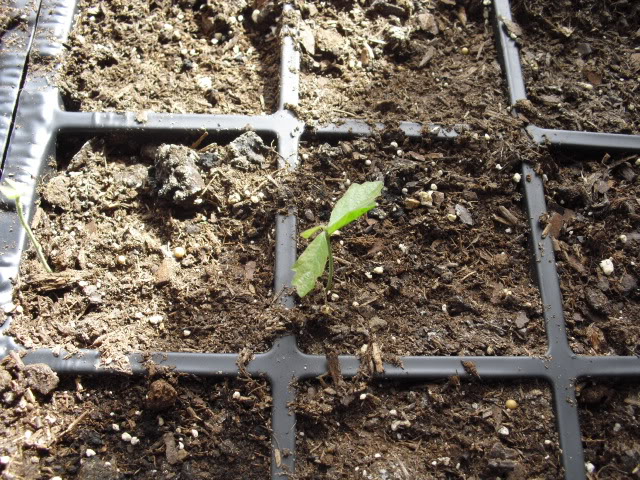 Chinkapinseedling.jpg