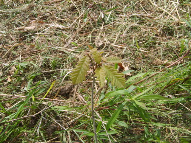 May12oakseedlings.jpg