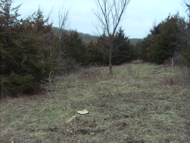 Plantedclearcut.jpg