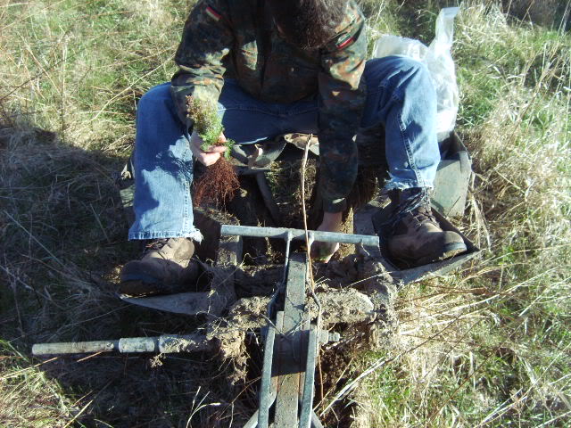 PlantingRedCedars.jpg