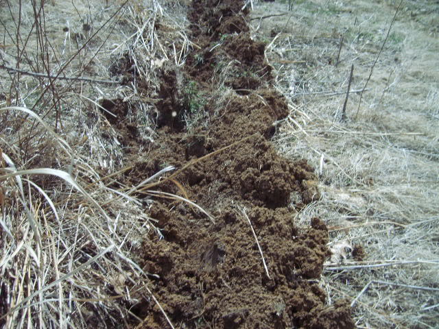 Plantingfurrow.jpg