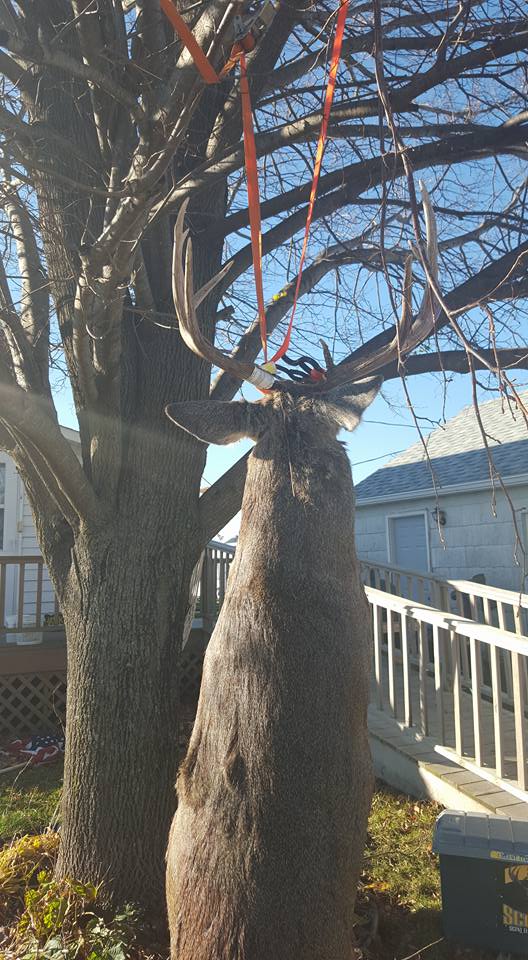 2015 deer.jpg