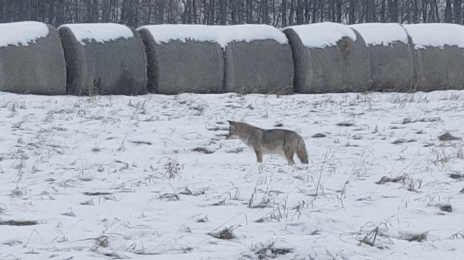 20181115_114937_1.gif