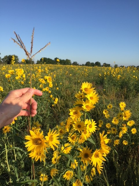 BB in Summer with Maxmillian in background.jpg