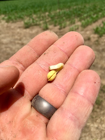 bean germination 5-23-18-1.png