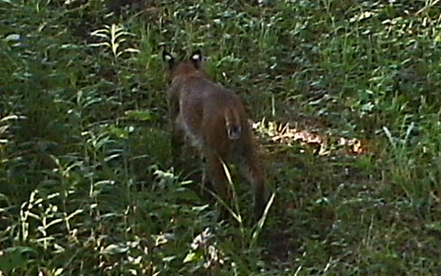bobcat-2022-1.jpg