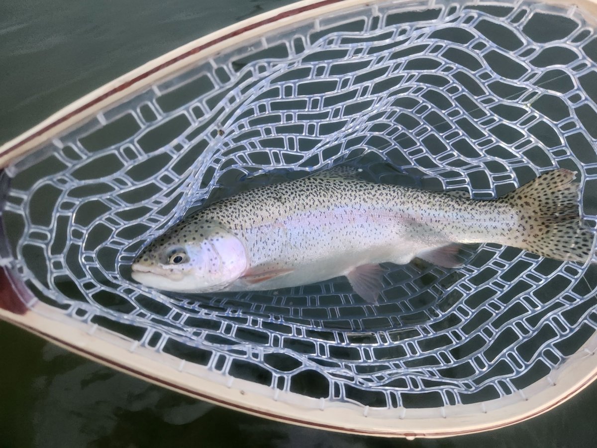 Brian_Bow_22Midge.jpg