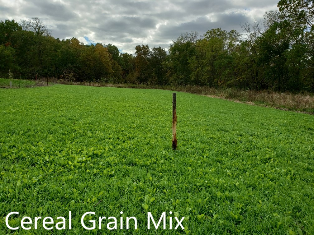 Cereal Grain.jpg