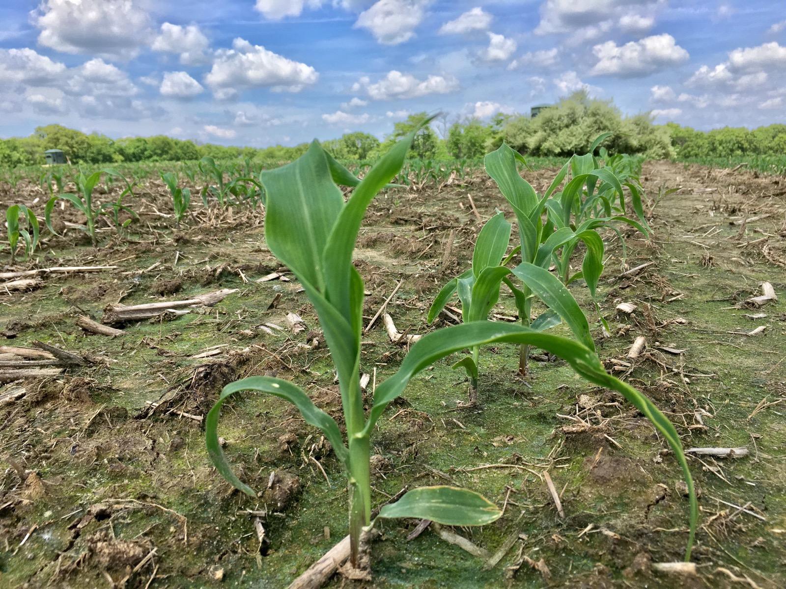 corn 3.jpg