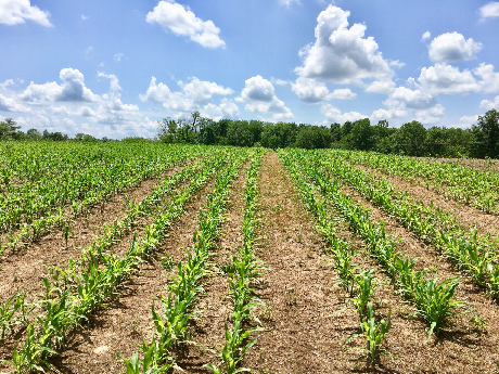 Corn 5-23-18-1.png