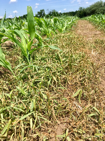 dead grass in corn 5-23-18-1.png