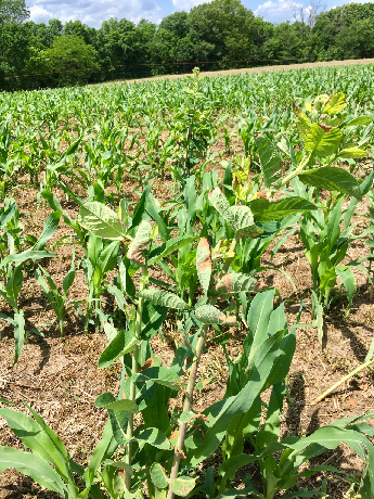dead milkweed 5-23-18-1.png