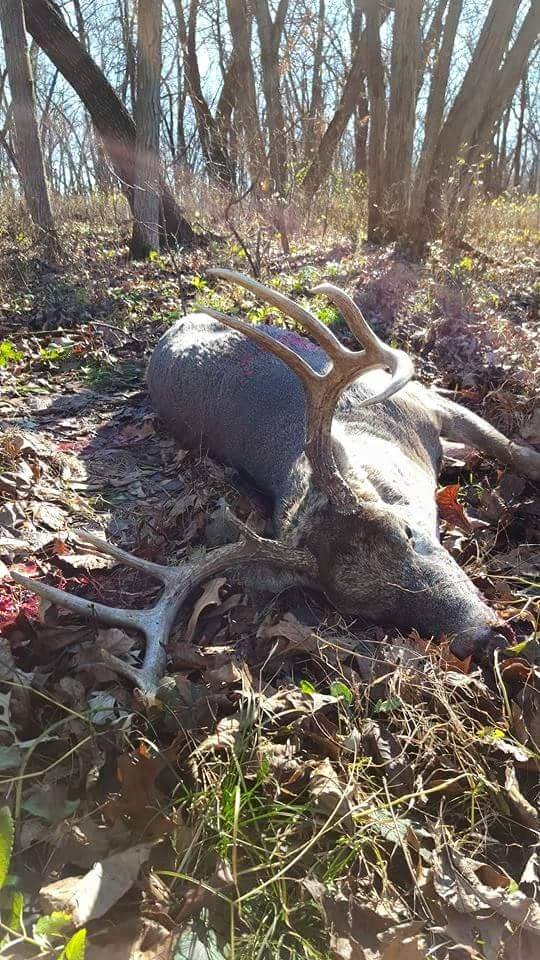 deer2015.jpg