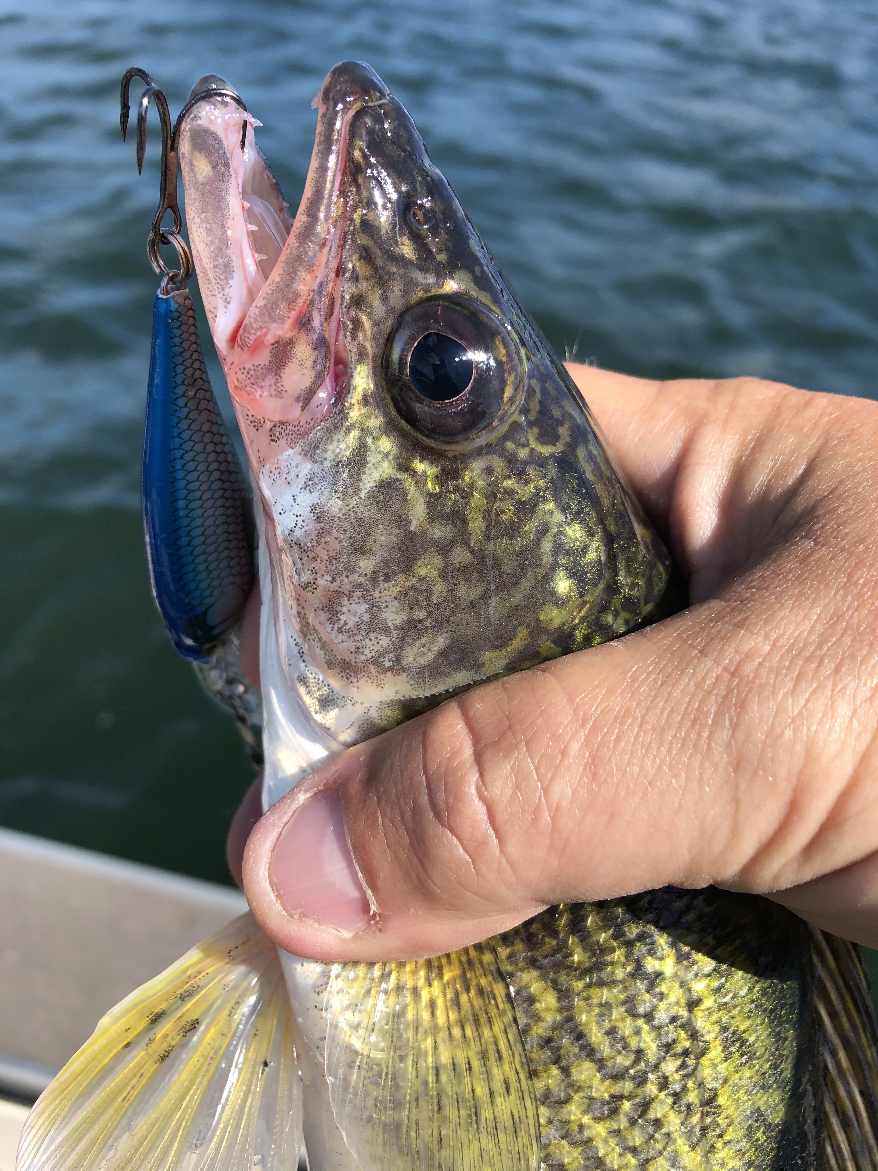 F623587D-0D7E-4B27-9289-22362CC11E2A.jpeg