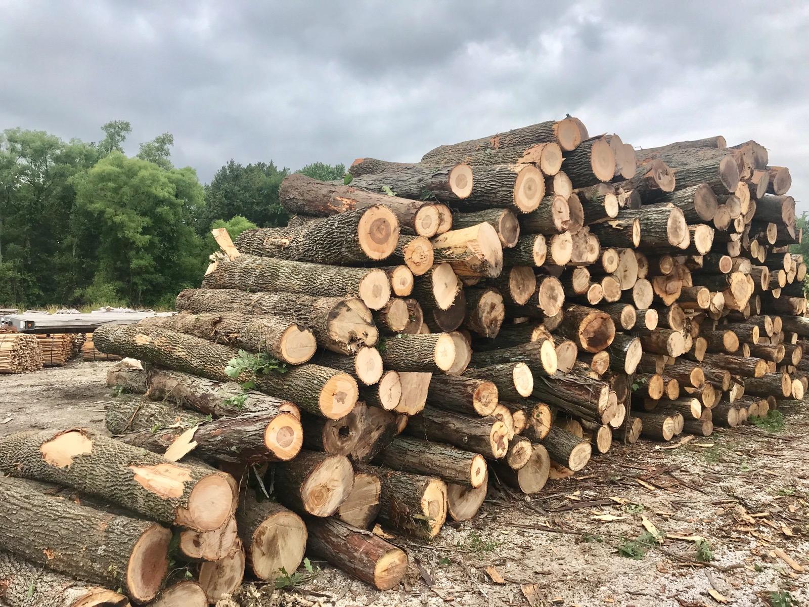 hickory ash logs.jpg