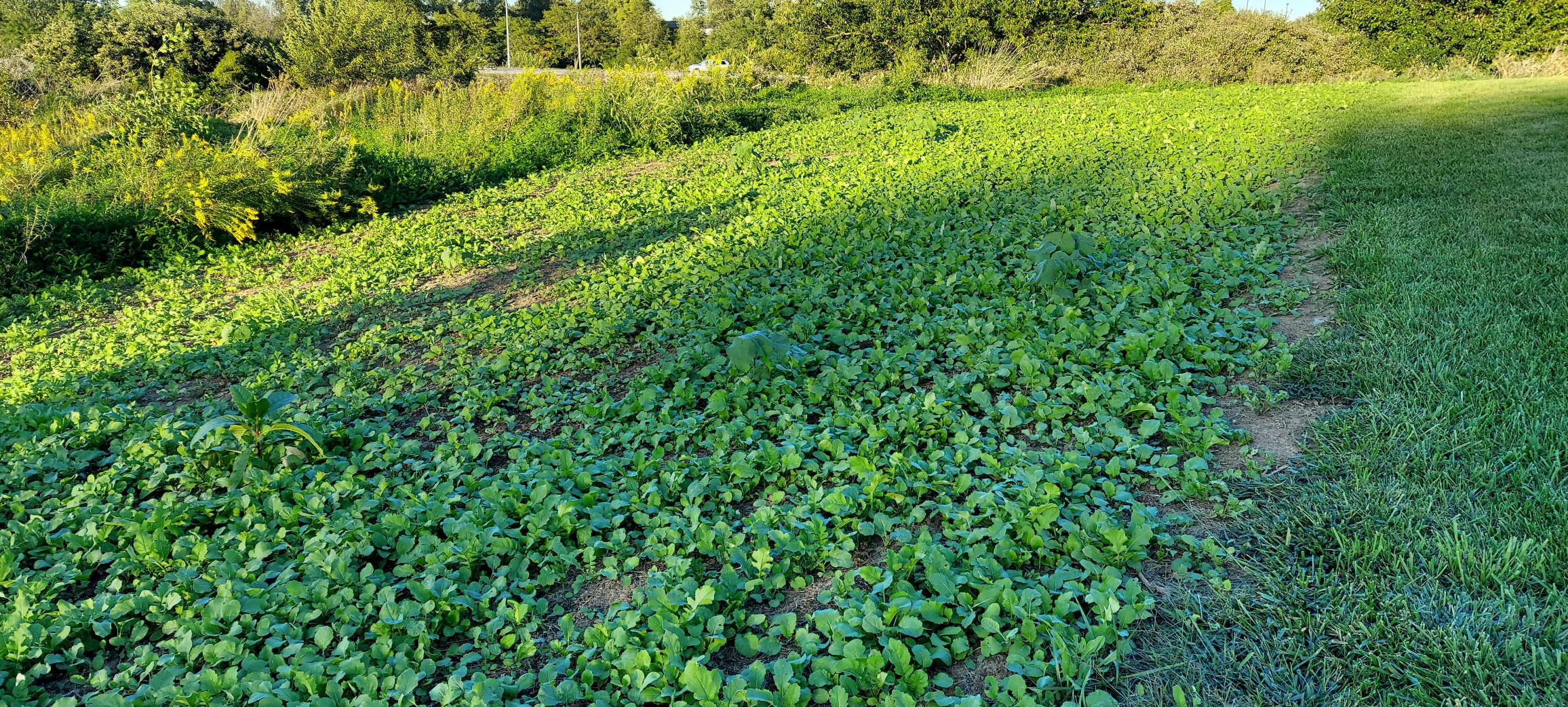 Home_brassicas1.jpg