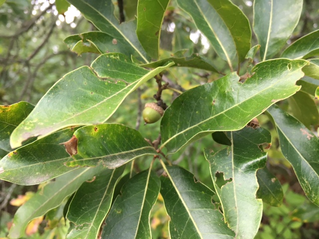 IA--acorns 17.jpg