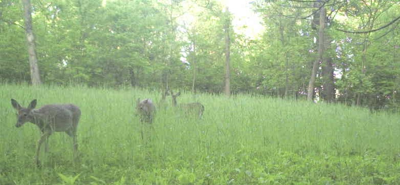 IMG_0715.jpeg