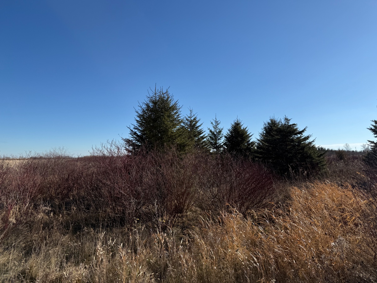 IMG_9849.jpeg