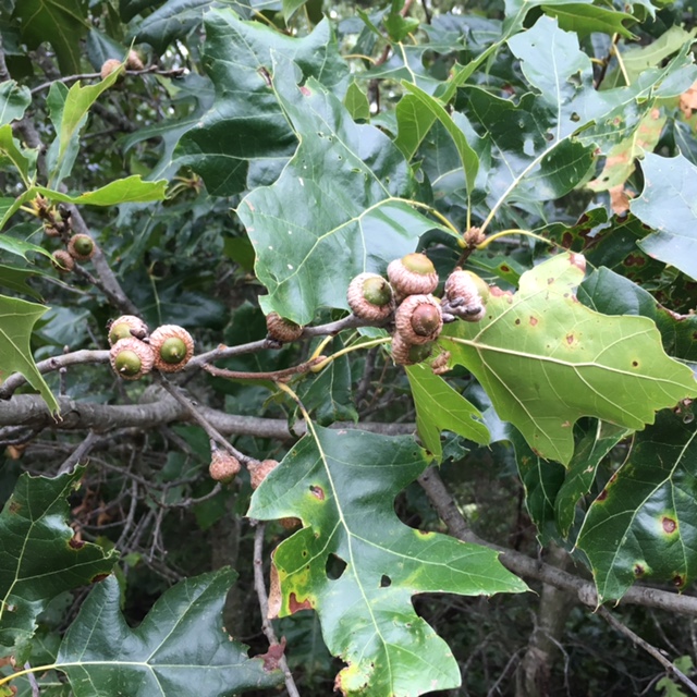 Iowa acorns-17.jpg