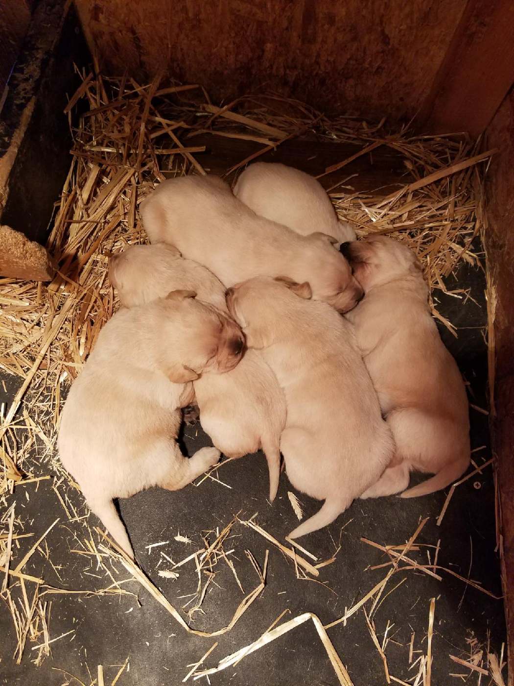 lizzy pups1.jpg