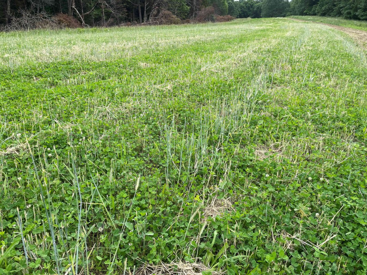 Mowed Rye.jpg