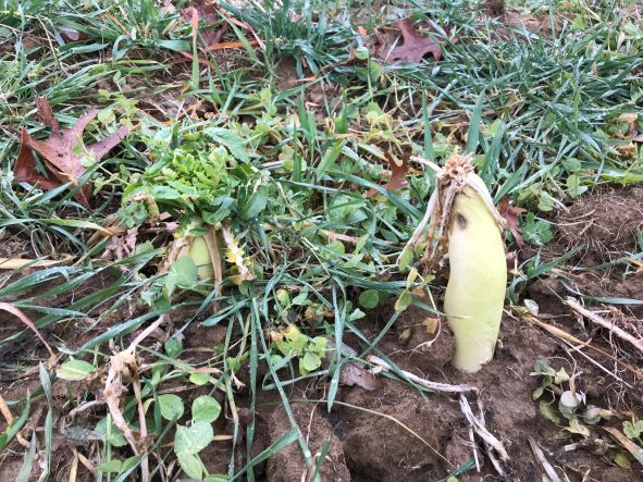 Radish - Dec 30.jpg