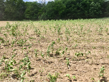 really dead milkweed 5-23-18-1.png