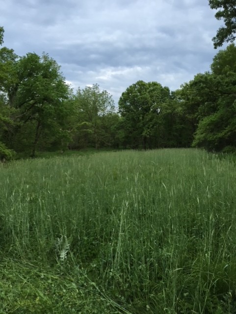 Rye mix in spring or early summer with clover in it.jpg
