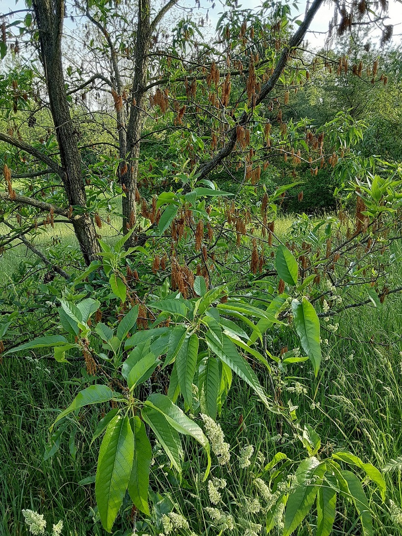 Sawtooth Catkins.jpg