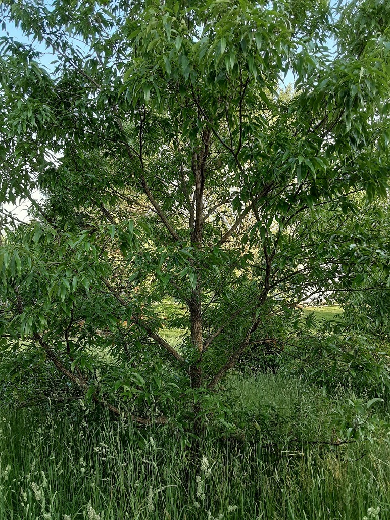 Sawtooth Oak.jpg