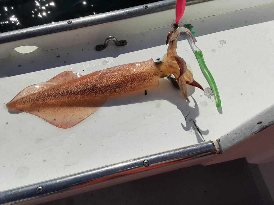 squid22.jpg