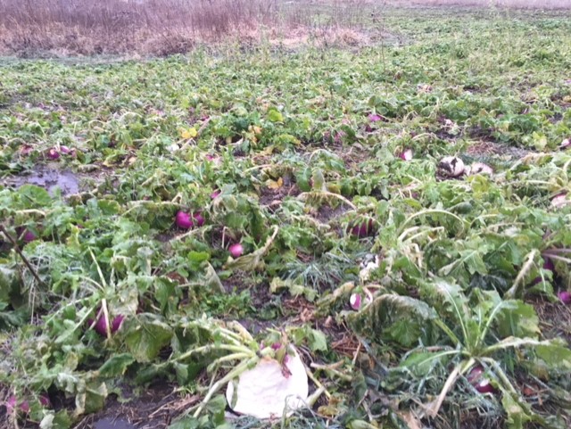Turnips in November Just starting to eat.jpg
