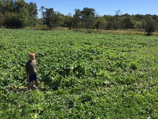 Turnips with some clover in front of it in early fall.jpg