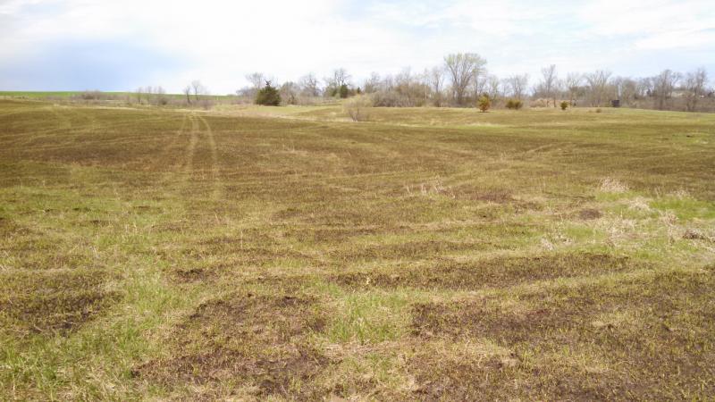04 16 2015  Post burn  starting to green 6