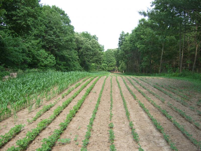 060811 5 Wk Eagle beans Corn 3 Wk Reg Beans   Lane C