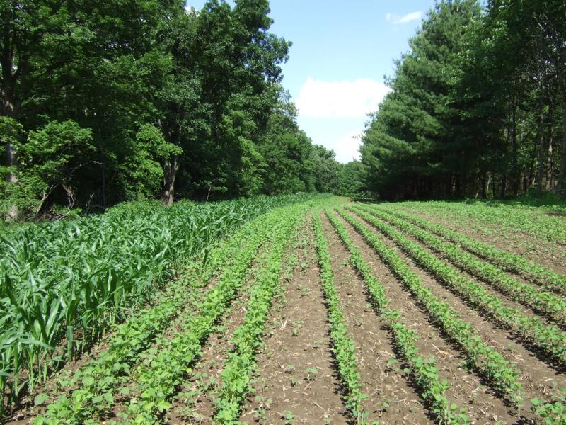 061511 6 Wk Eagle beans Corn 4 Wk Reg Beans   Lane B