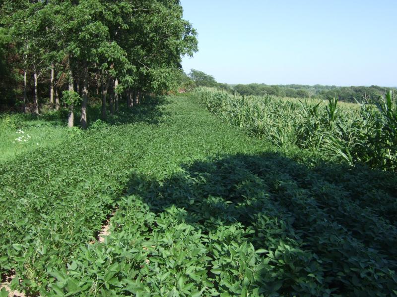 072011 11 Wk corn 9 Wk Reg beans   SW plot