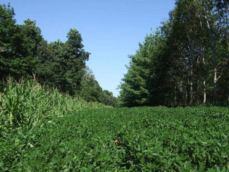 072011 11 Wk Eagle Beans Corn 9 Wk Reg Beans   Lane B
