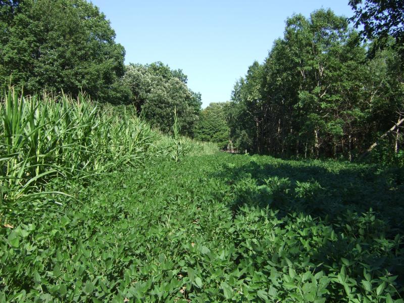 072011 11 Wk Eagle beans Corn 9 Wk Reg Beans   Lane C