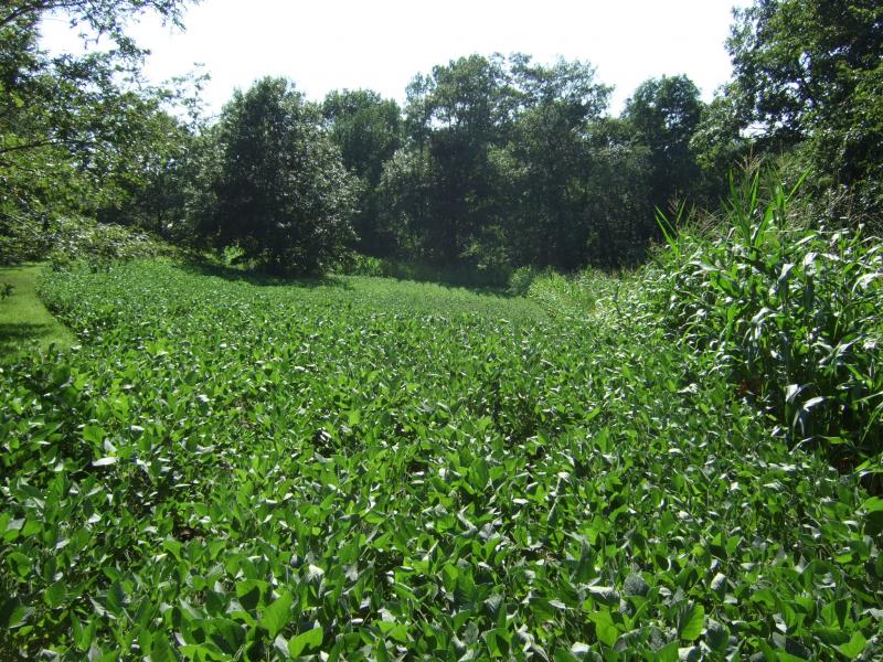 072011 11 Wk Eagle beans Corn   NW Plot