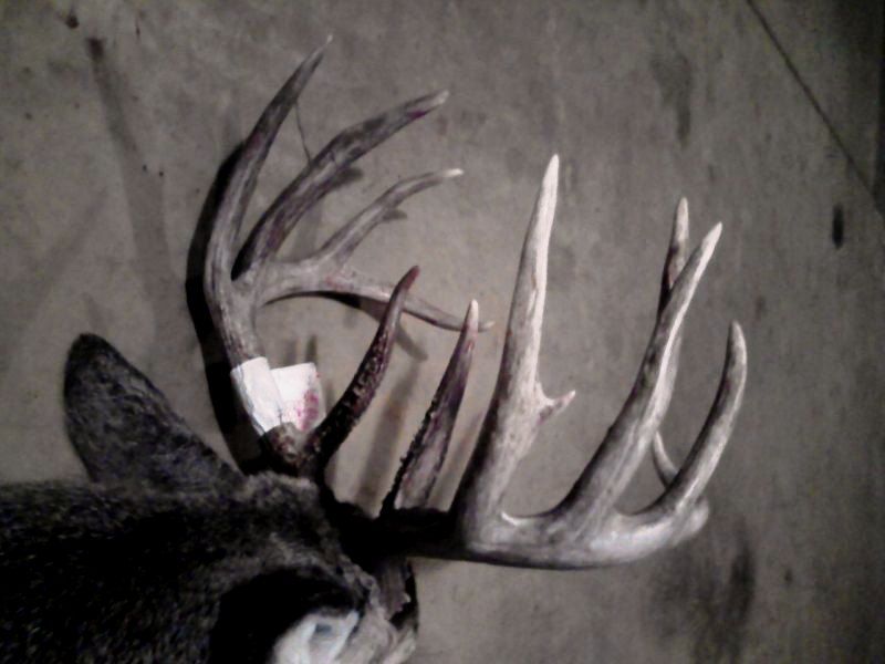 08 bow buck