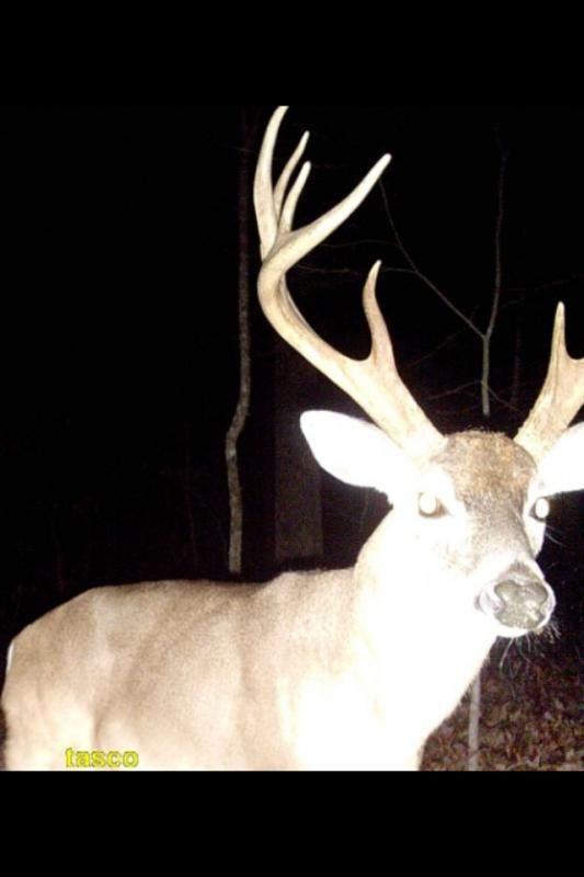 1.5 years sorth of sheds found on this deer by my buddy.  Side in photo was over 70"