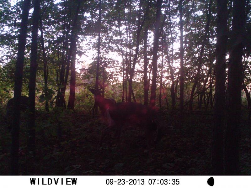 1. Tall tines