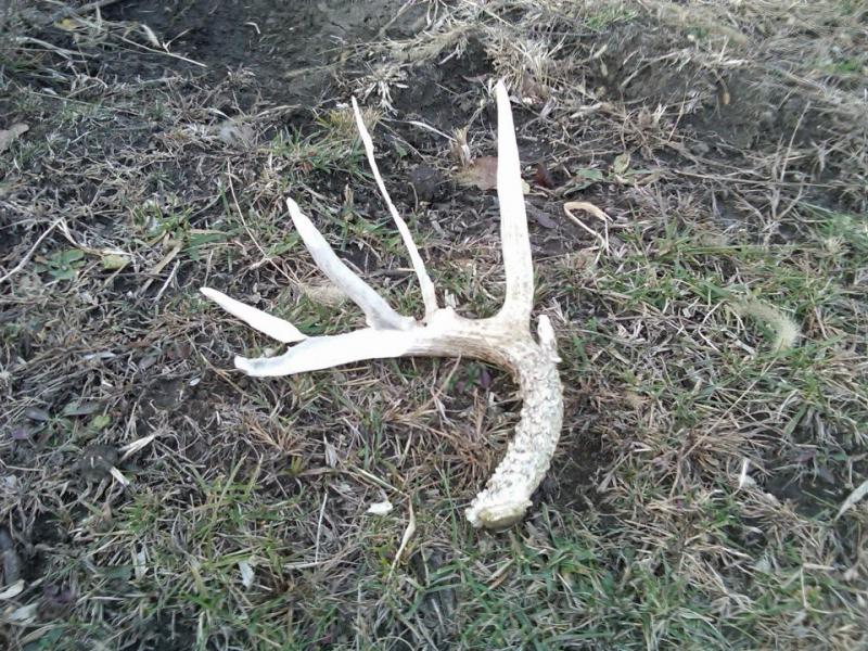 #1
To bad the tree rats got to it.